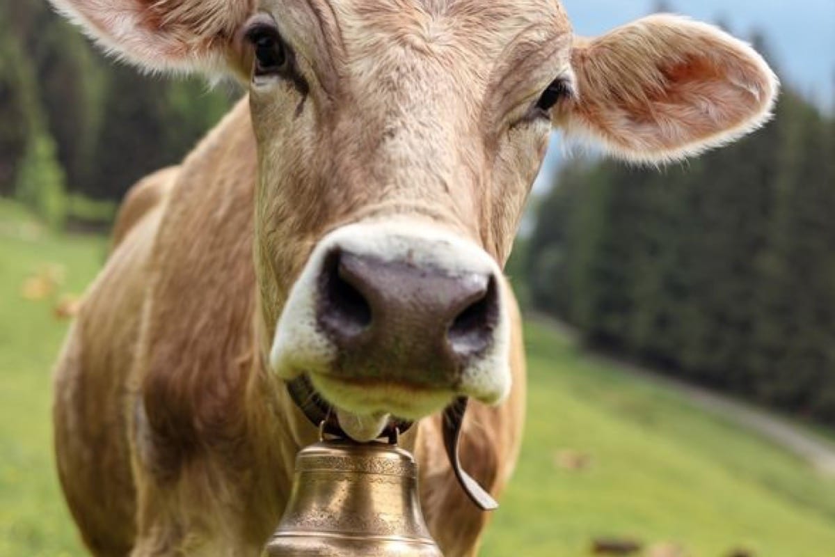Cow wearing a bell in a green pasture