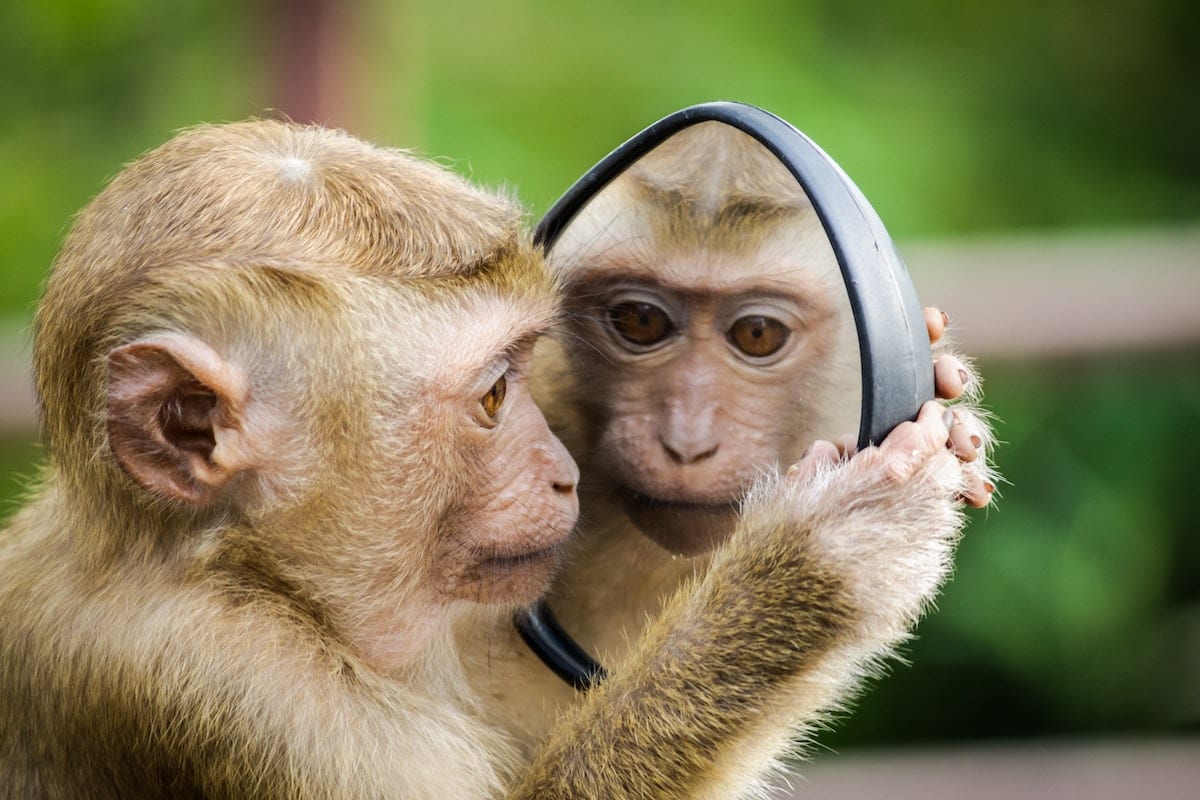 Who's Got the Monkey?